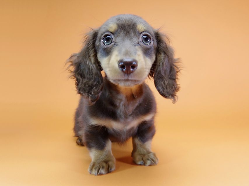 ダックスフンド カニンヘン 黒豆 & アサヒの子犬 チョコタン 女の子【ハイクラス】