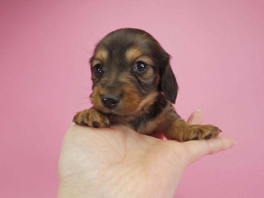 ダックスフンド カニンヘン 月子 & ジャンの子犬 レッド 男の子