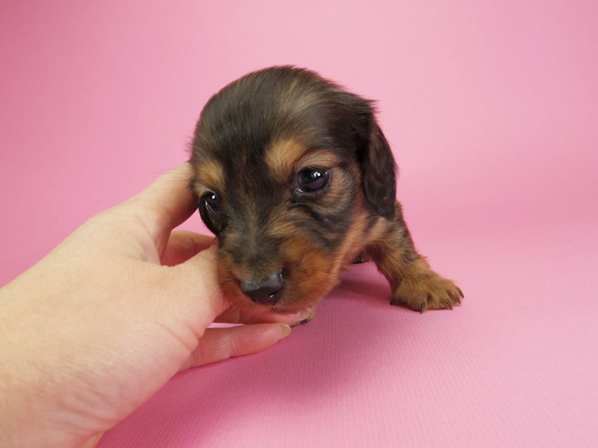ダックスフンド カニンヘン 月子 & ジャンの子犬 レッド 男の子