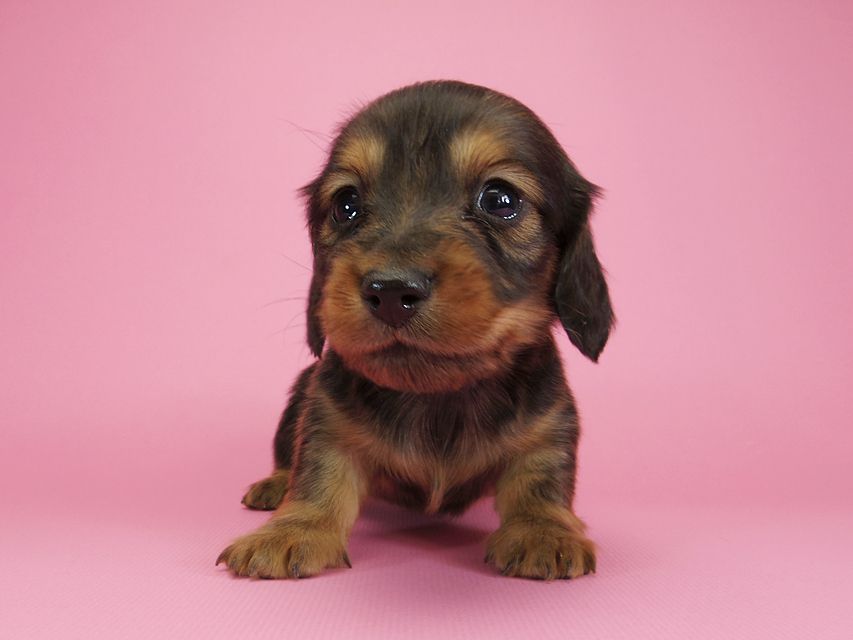 ダックスフンド カニンヘン 月子 & ジャンの子犬 レッド 男の子