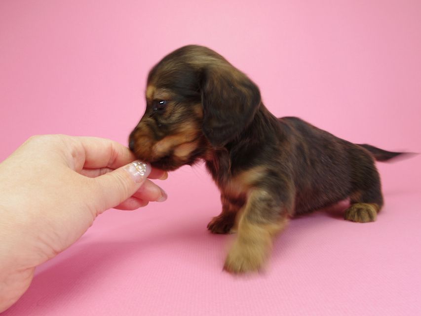ダックスフンド カニンヘン 月子 & ジャンの子犬 レッド 男の子