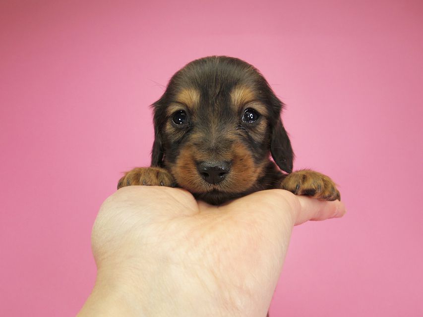 ダックスフンド カニンヘン 月子 & ジャンの子犬 レッド 男の子