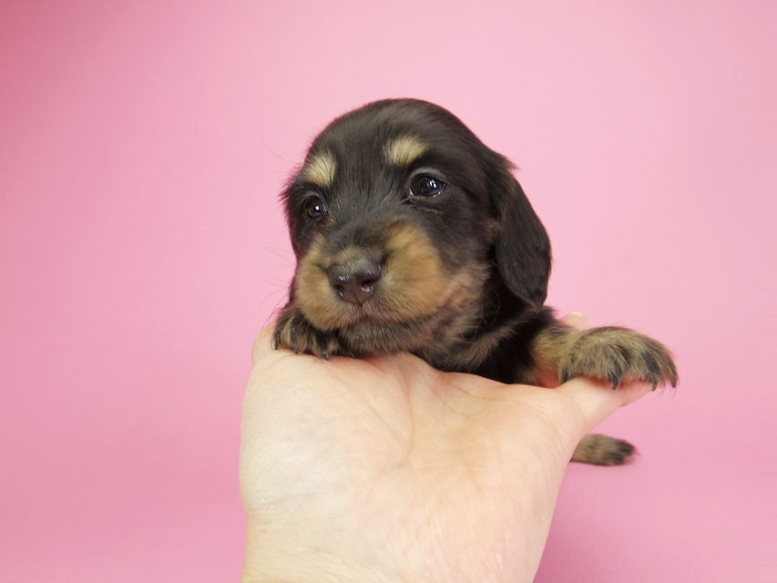 ダックスフンド カニンヘン 月子 & ジャンの子犬 ブラッククリーム 女の子
