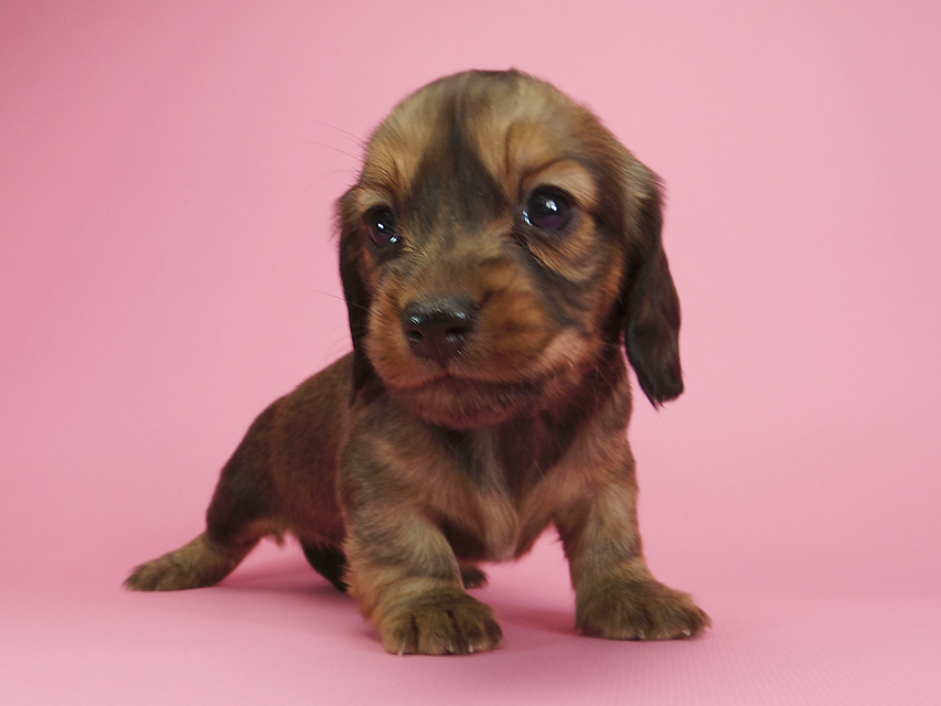 ダックスフンド カニンヘン 月子 & ジャンの子犬 レッド 女の子IMGP9216 ダックスフンド カニンヘン 月子 & ジャンの子犬 レッド 女の子