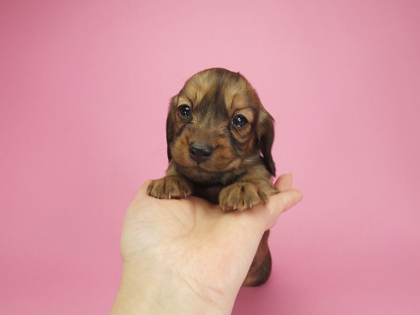 ダックスフンド カニンヘン 月子 & ジャンの子犬 レッド 女の子IMGP9219 ダックスフンド カニンヘン 月子 & ジャンの子犬 レッド 女の子