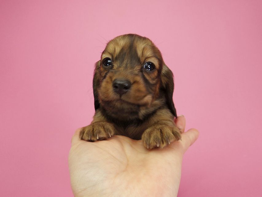 ダックスフンド カニンヘン 月子 & ジャンの子犬 レッド 女の子IMGP9220 ダックスフンド カニンヘン 月子 & ジャンの子犬 レッド 女の子