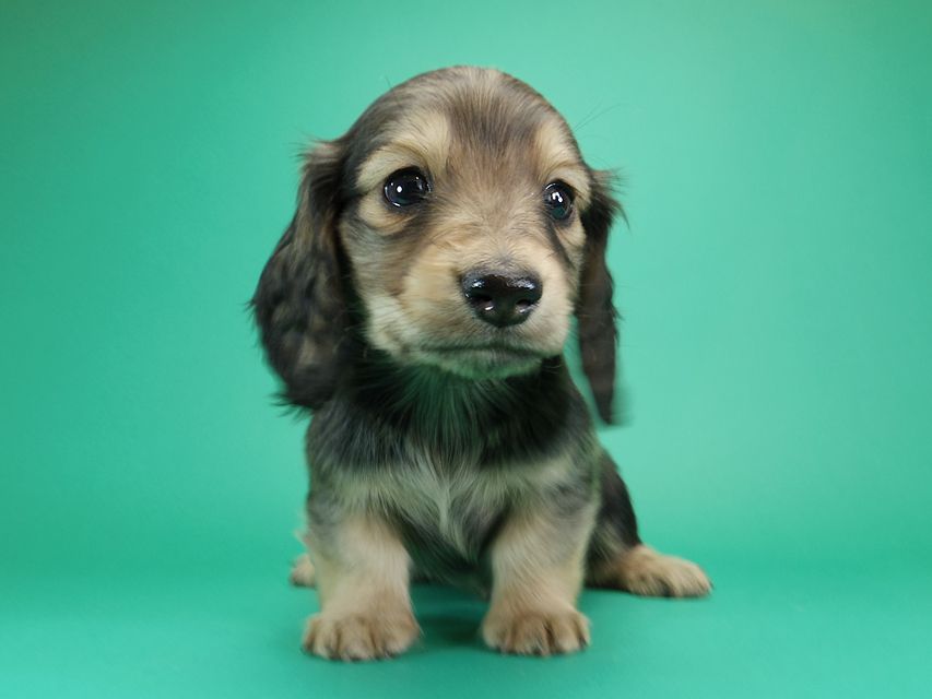 ダックスフンド カニンヘン わかば & アレックスの子犬 シェーデットクリーム 男の子