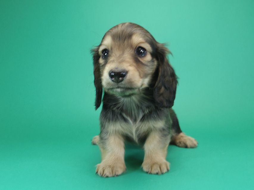 ダックスフンド カニンヘン わかば & アレックスの子犬 シェーデットクリーム 男の子