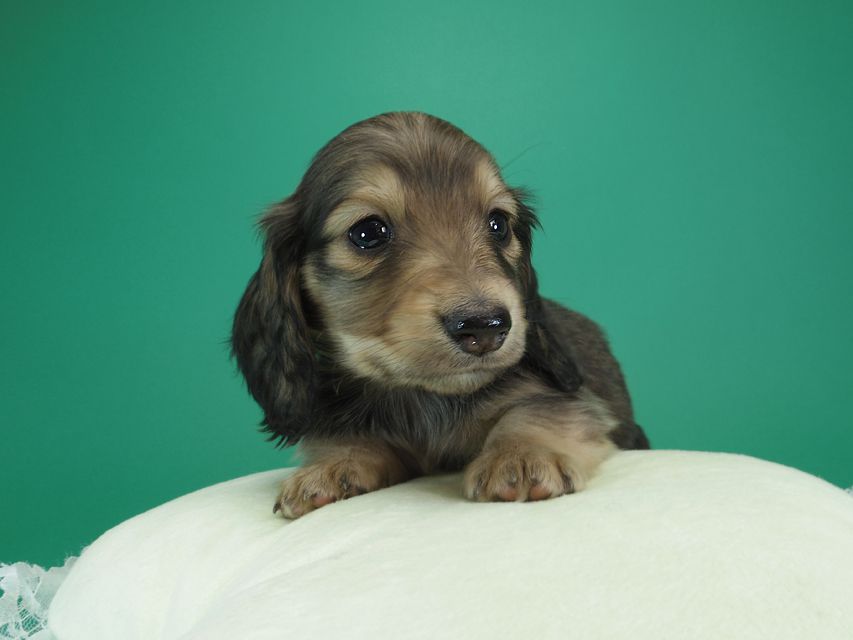 ダックスフンド カニンヘン わかば & アレックスの子犬 シェーデットクリーム 男の子