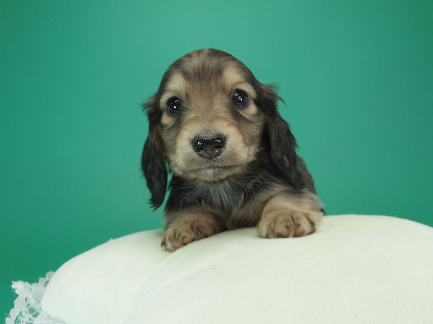 ダックスフンド カニンヘン わかば & アレックスの子犬 シェーデットクリーム 男の子