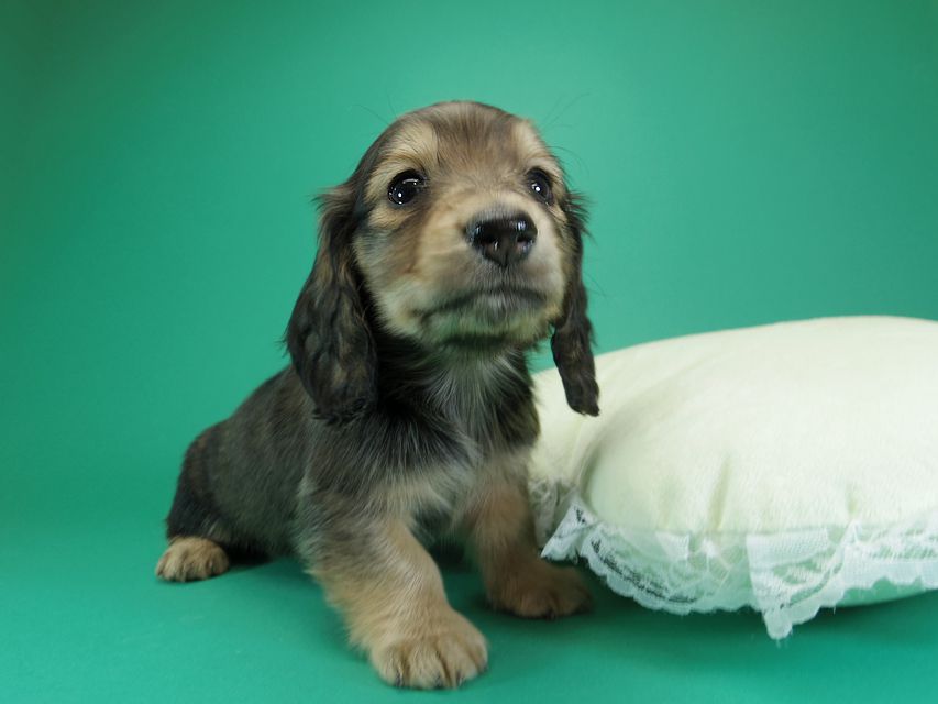 ダックスフンド カニンヘン わかば & アレックスの子犬 シェーデットクリーム 男の子