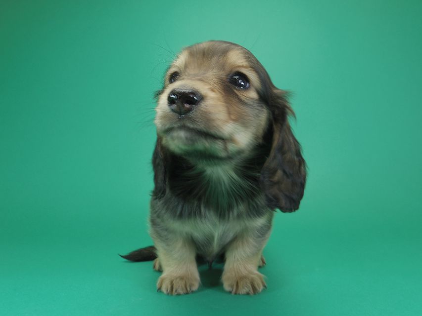 ダックスフンド カニンヘン わかば & アレックスの子犬 シェーデットクリーム 女の子①