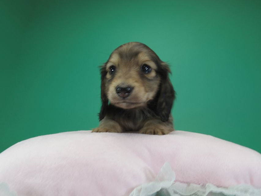 ダックスフンド カニンヘン わかば & アレックスの子犬 シェーデットクリーム 女の子①