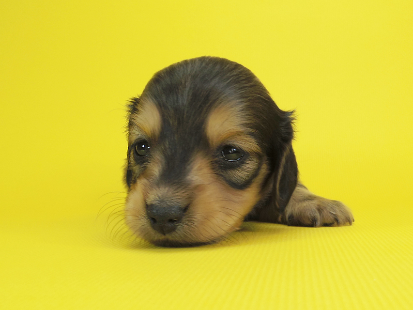 ダックスフンド カニンヘン クム & ジャンの子犬 シェーデットクリーム 男の子②