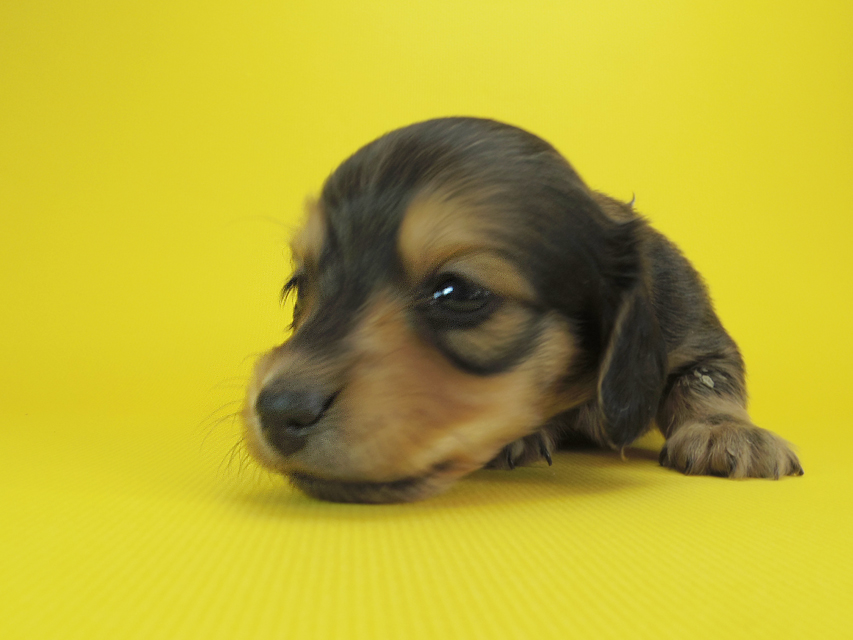 ダックスフンド カニンヘン クム & ジャンの子犬 シェーデットクリーム 男の子②