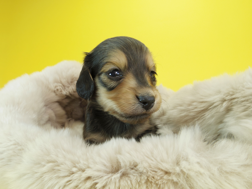 ダックスフンド カニンヘン クム & ジャンの子犬 シェーデットクリーム 男の子②