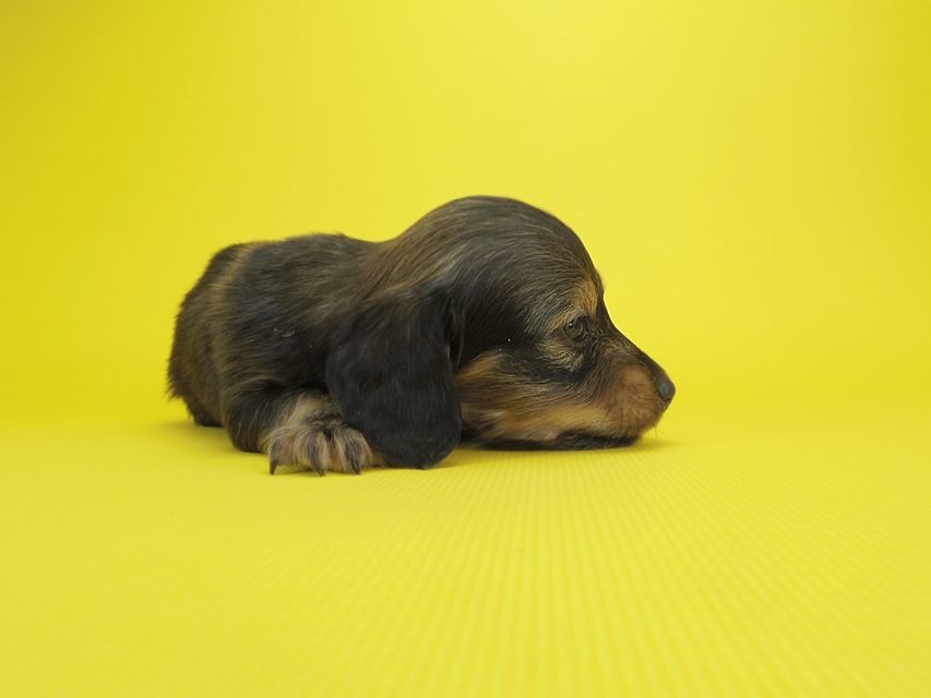 ダックスフンド カニンヘン クム & ジャンの子犬 シェーデットクリーム 女の子①