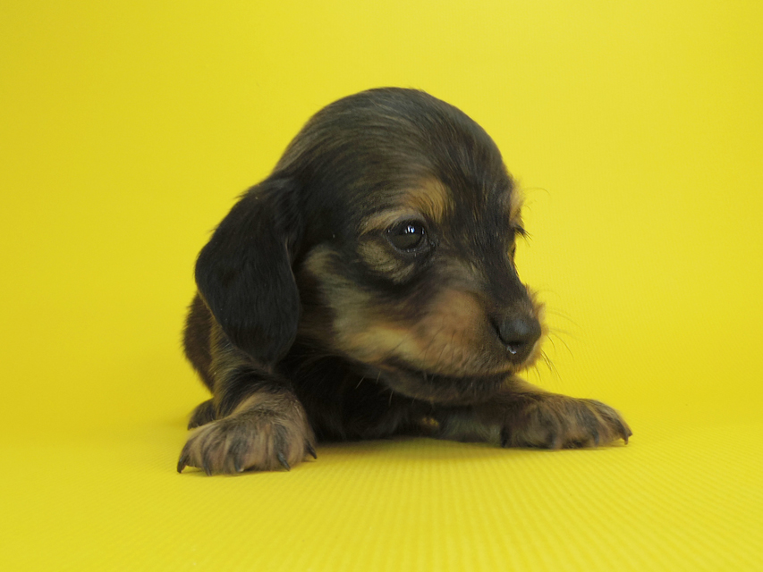 ダックスフンド カニンヘン クム & ジャンの子犬 シェーデットクリーム 女の子①