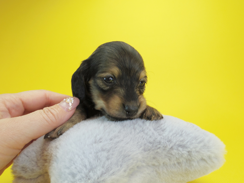 ダックスフンド カニンヘン クム & ジャンの子犬 シェーデットクリーム 女の子①