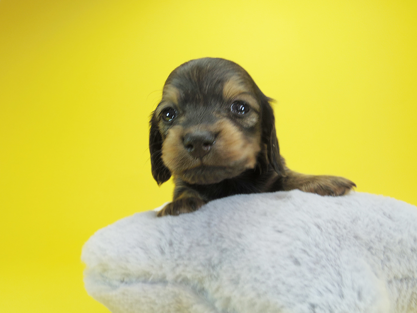 ダックスフンド カニンヘン クム & ジャンの子犬 シェーデットクリーム 女の子①