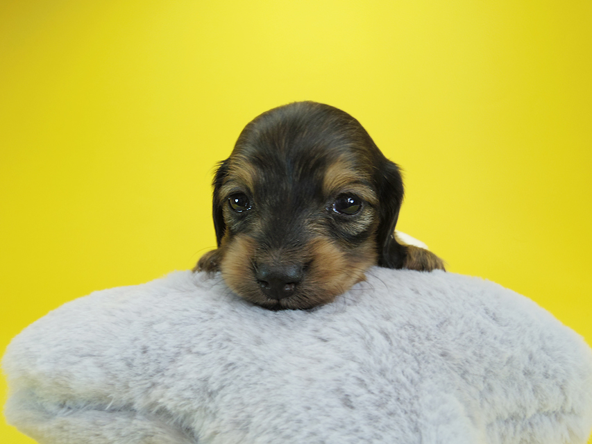 ダックスフンド カニンヘン クム & ジャンの子犬 シェーデットクリーム 女の子①