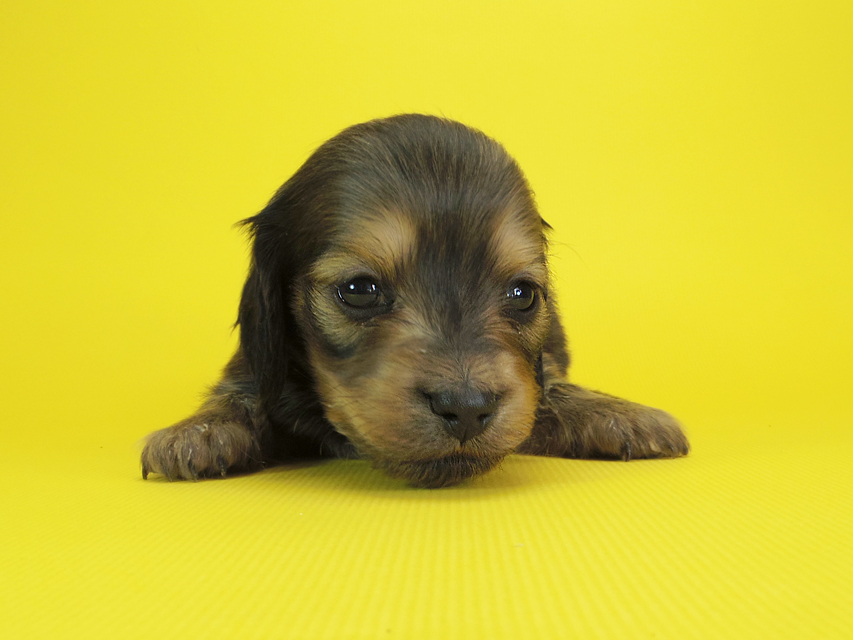 ダックスフンド カニンヘン クム & ジャンの子犬 シェーデットクリーム 女の子②