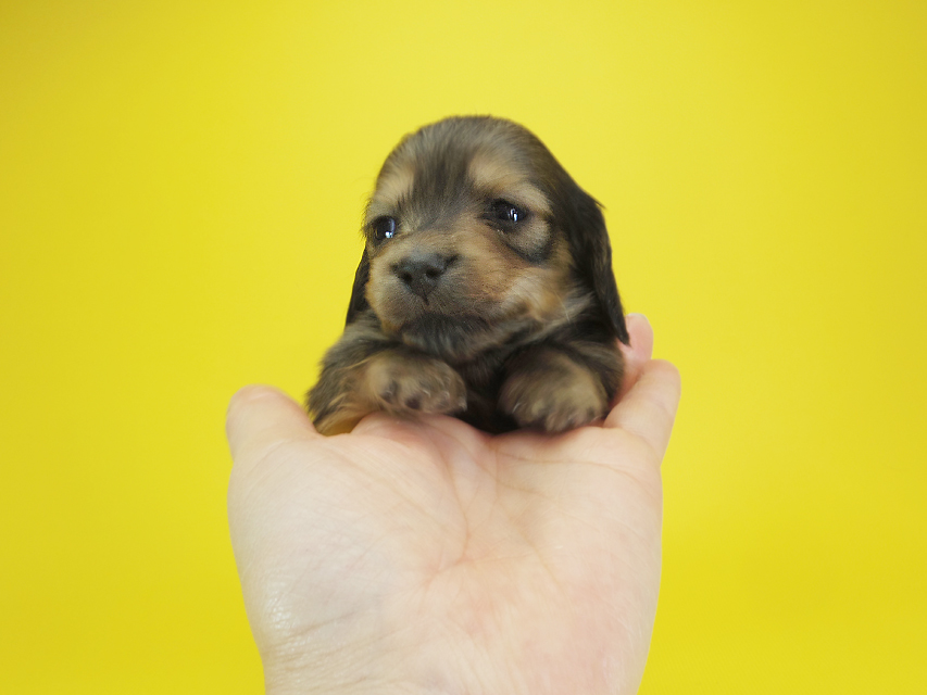 ダックスフンド カニンヘン クム & ジャンの子犬 シェーデットクリーム 女の子②