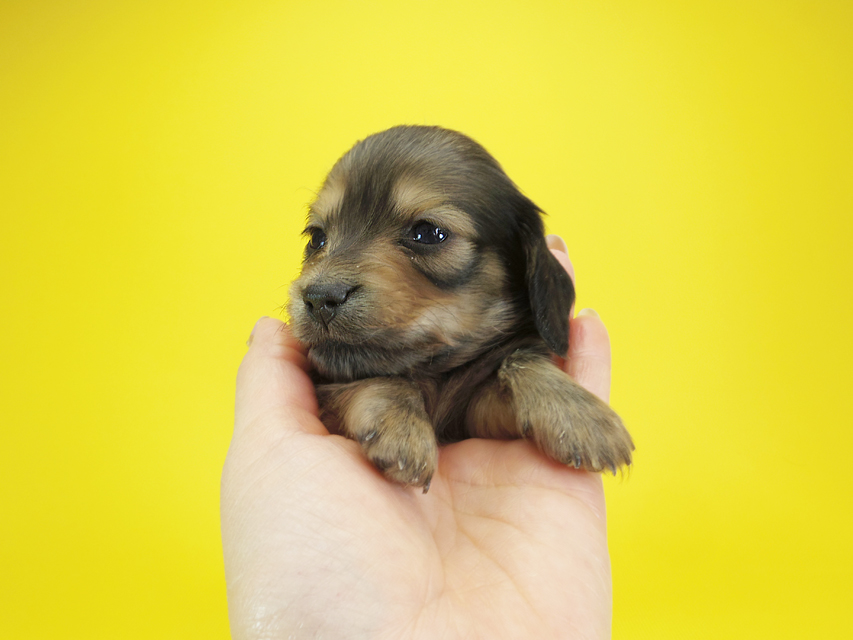ダックスフンド カニンヘン クム & ジャンの子犬 シェーデットクリーム 女の子②