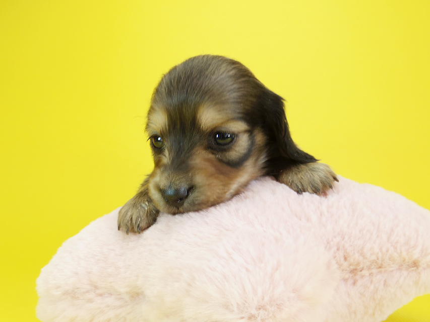 ダックスフンド カニンヘン クム & ジャンの子犬 シェーデットクリーム 女の子②