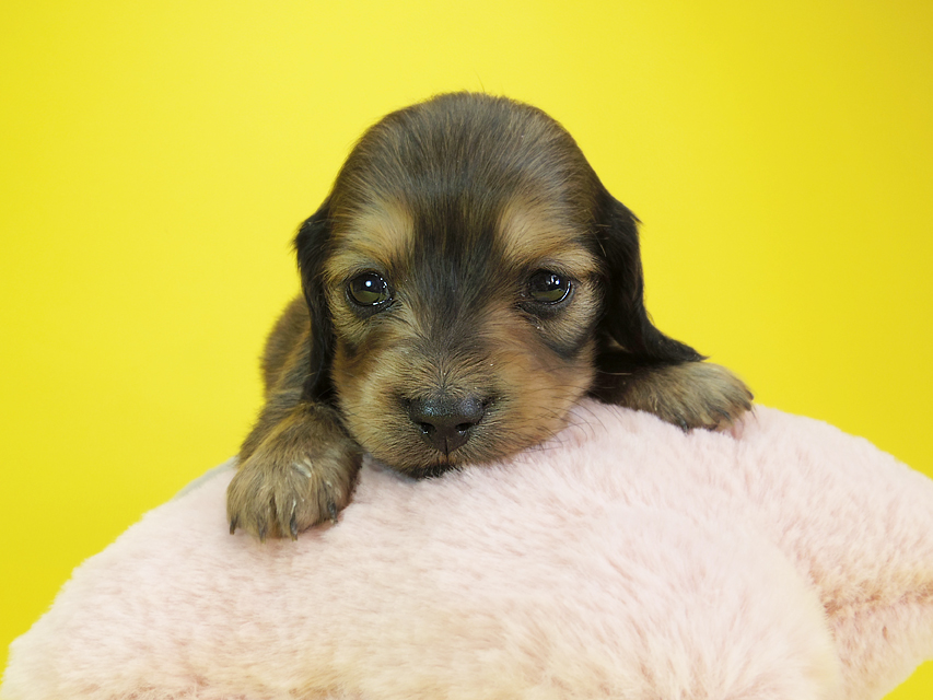 ダックスフンド カニンヘン クム & ジャンの子犬 シェーデットクリーム 女の子②