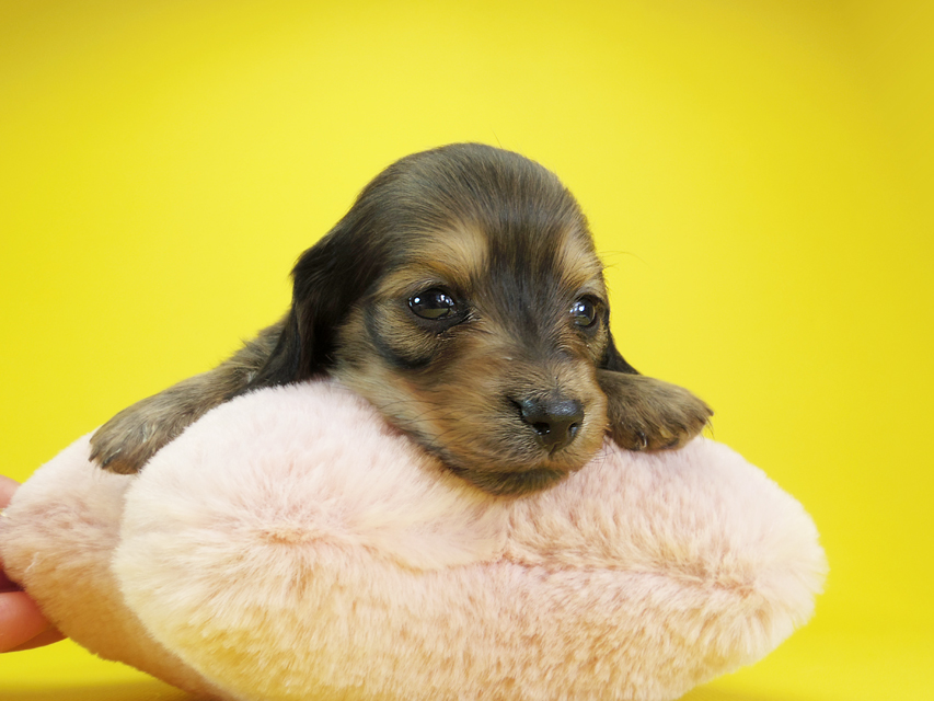 ダックスフンド カニンヘン クム & ジャンの子犬 シェーデットクリーム 女の子②