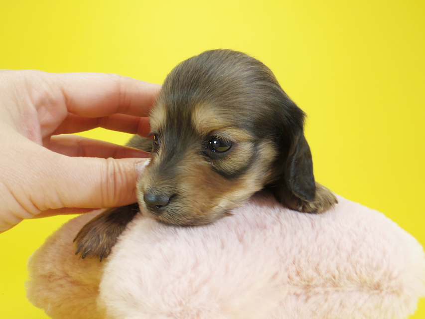 ダックスフンド カニンヘン クム & ジャンの子犬 シェーデットクリーム 女の子②