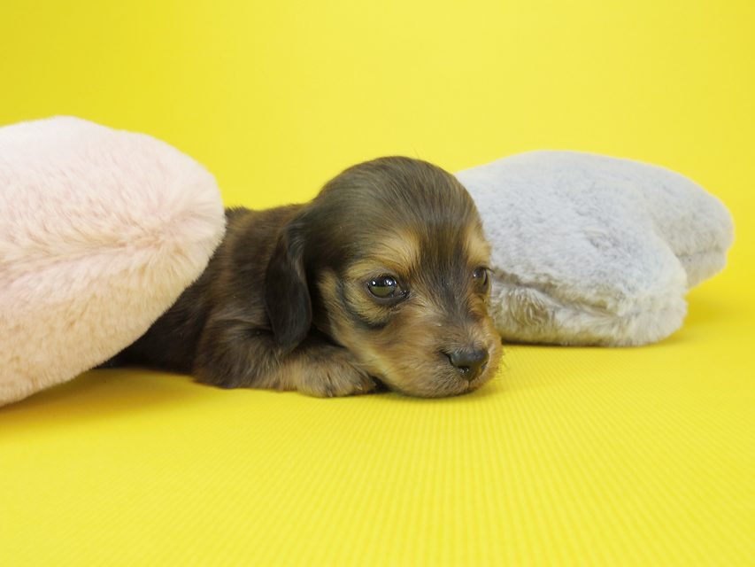 ダックスフンド カニンヘン クム & ジャンの子犬 シェーデットクリーム 女の子②