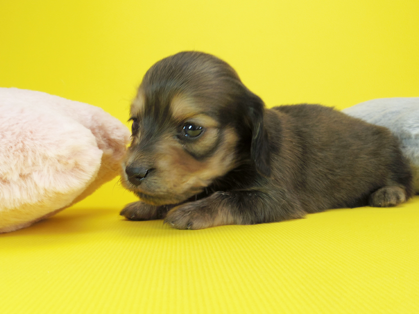 ダックスフンド カニンヘン クム & ジャンの子犬 シェーデットクリーム 女の子②