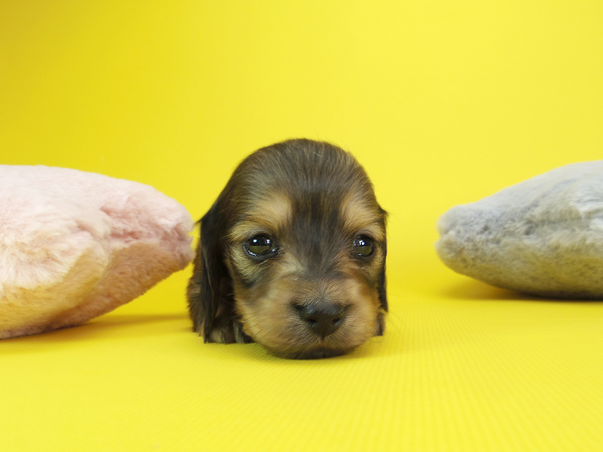 ダックスフンド カニンヘン クム & ジャンの子犬 シェーデットクリーム 女の子②