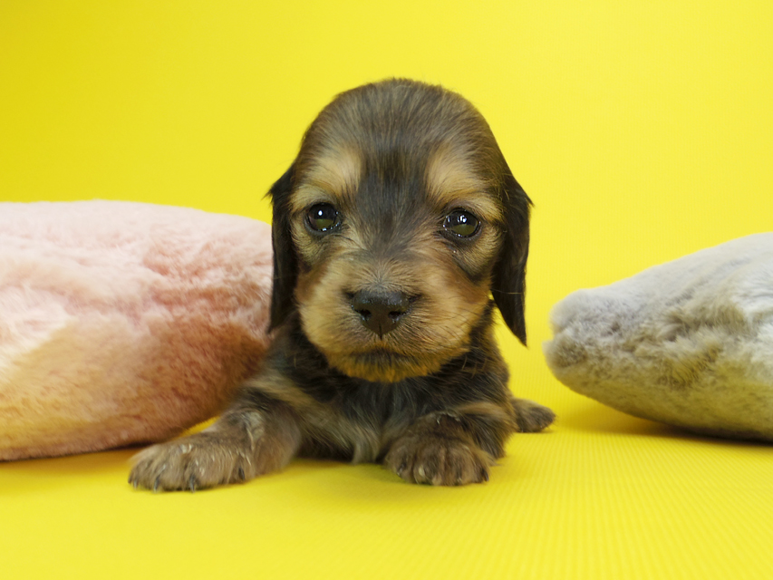ダックスフンド カニンヘン クム & ジャンの子犬 シェーデットクリーム 女の子②