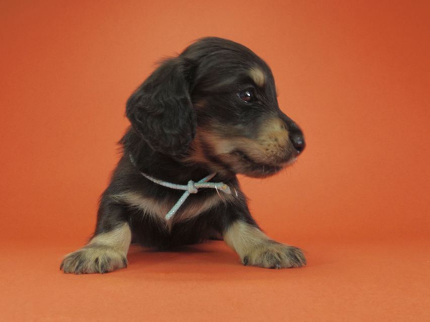 ダックスフンド カニンヘン あんず & 朝日の子犬 ブラッククリーム 男の子③IMGP9515 ダックスフンド カニンヘン あんず & 朝日の子犬 ブラッククリーム 男の子③