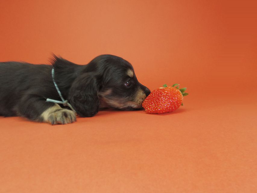 ダックスフンド カニンヘン あんず & 朝日の子犬 ブラッククリーム 男の子③IMGP9533 ダックスフンド カニンヘン あんず & 朝日の子犬 ブラッククリーム 男の子③