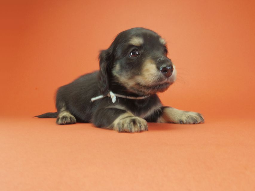ダックスフンド カニンヘン あんず & 朝日の子犬 ブラッククリーム 男の子③IMGP9538 ダックスフンド カニンヘン あんず & 朝日の子犬 ブラッククリーム 男の子③
