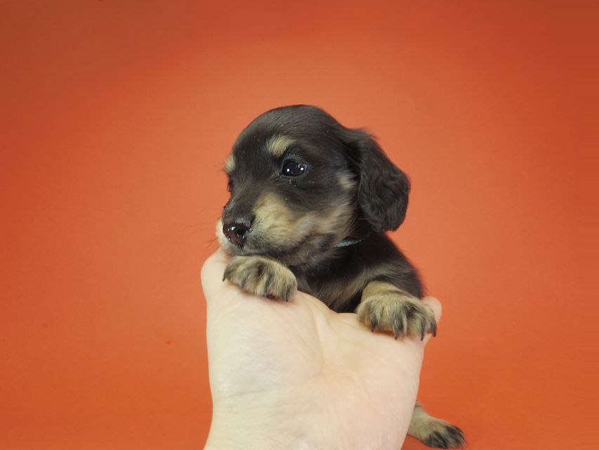 ダックスフンド カニンヘン あんず & 朝日の子犬 ブラッククリーム 男の子③IMGP9540 ダックスフンド カニンヘン あんず & 朝日の子犬 ブラッククリーム 男の子③