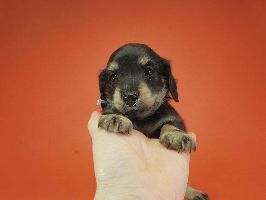 ダックスフンド カニンヘン あんず & 朝日の子犬 ブラッククリーム 男の子③IMGP9541 ダックスフンド カニンヘン あんず & 朝日の子犬 ブラッククリーム 男の子③