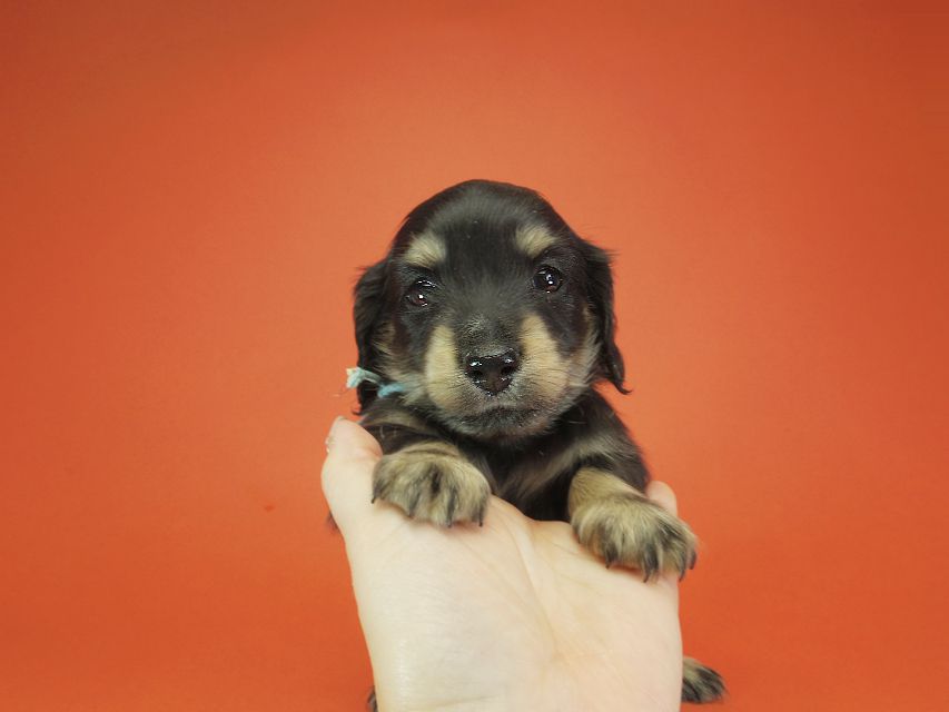 ダックスフンド カニンヘン あんず & 朝日の子犬 ブラッククリーム 男の子③IMGP9542 ダックスフンド カニンヘン あんず & 朝日の子犬 ブラッククリーム 男の子③
