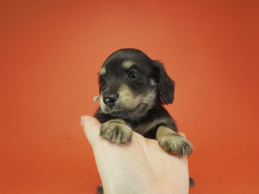 ダックスフンド カニンヘン あんず & 朝日の子犬 ブラッククリーム 男の子③IMGP9543 ダックスフンド カニンヘン あんず & 朝日の子犬 ブラッククリーム 男の子③