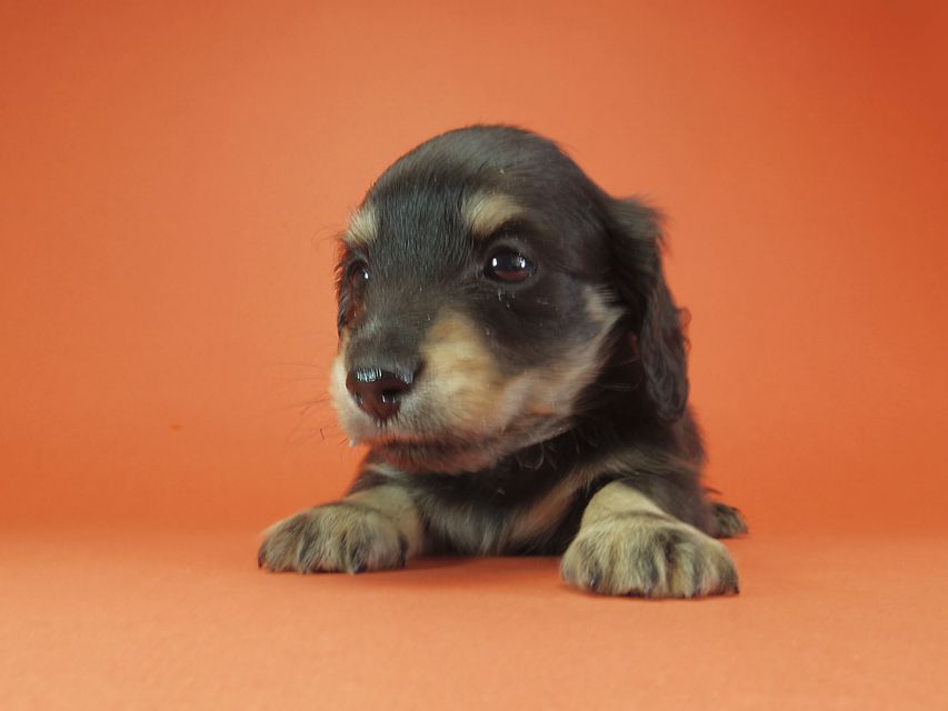 ダックスフンド カニンヘン あんず & 朝日の子犬 ブラッククリーム 男の子③IMGP9550 ダックスフンド カニンヘン あんず & 朝日の子犬 ブラッククリーム 男の子③