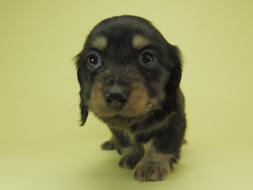 月子 & ジャンの子犬 ブラッククリーム 男の子①