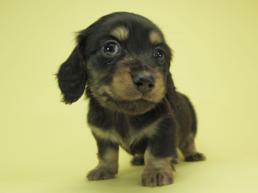 月子 & ジャンの子犬 ブラッククリーム 男の子①