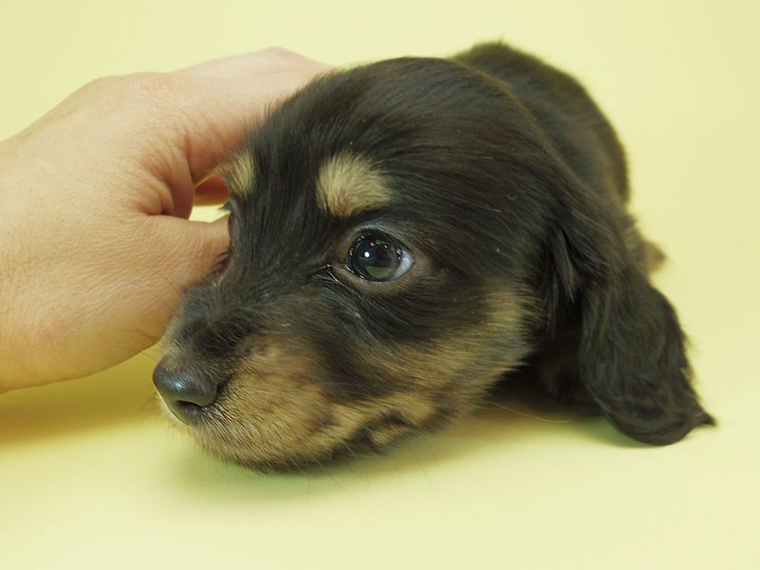 月子 & ジャンの子犬 ブラッククリーム 男の子①
