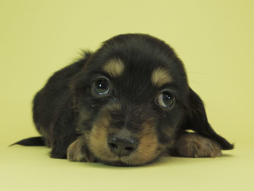 月子 & ジャンの子犬 ブラッククリーム 男の子①