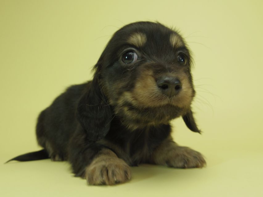 月子 & ジャンの子犬 ブラッククリーム 男の子①
