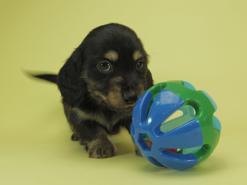 月子 & ジャンの子犬 ブラッククリーム 男の子①